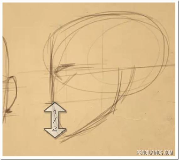 how to draw a face side view chin proportions