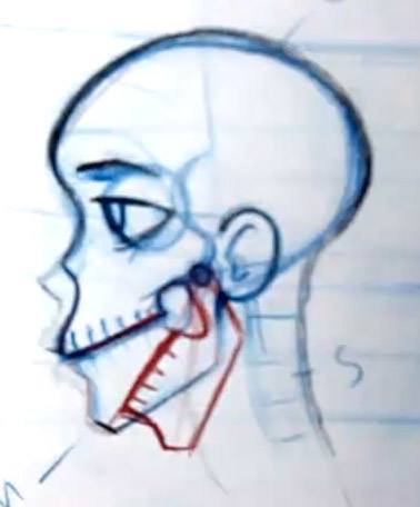 Drawing the jaw on the skull
