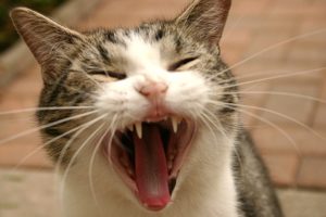 be-more-creative-yawning-cat 3 be more creative yawning cat