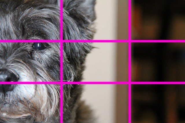 symmetry-in-art-rule-of-thirds-dog