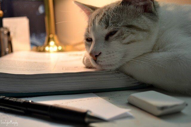 anxiety-and-creativity-cat-asleep-on-book