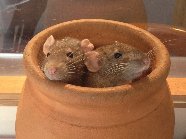 artistic-confidence-rats