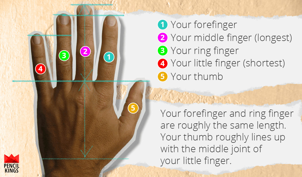 hand-finger-proportions