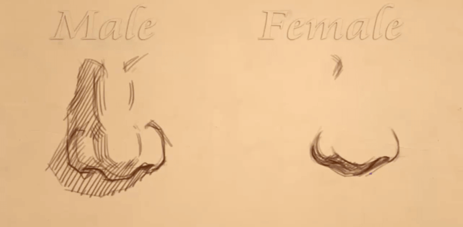 How to Draw Different Types of Noses 5 how t0 draw different noses 04